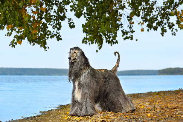 Beautiful fully coated Afghan Hound Beautiful fully coated Afghan Hound standing on a lake bank background afghan hound stock pictures, royalty-free photos & images