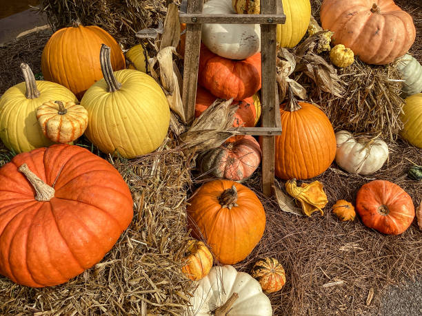 istock Yellow, orange and red Pumpkins create a vibrant Autumn display 1353104376