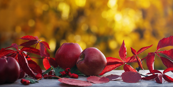 Autumn composition with apples and fallen leaves on a background of golden foliage.
