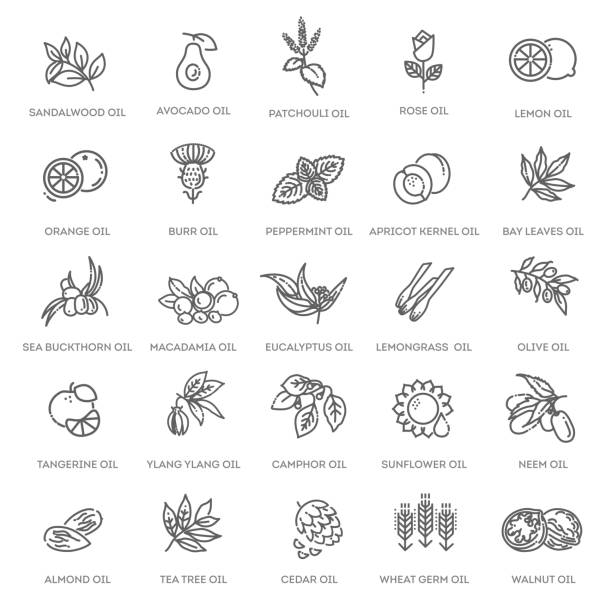 Vector set of natural ingredients and oils for cosmetics in linear style. Essential oil and cosmetics oils, butters Natural ingredients and oils. Vector line icons ylang ylang stock illustrations