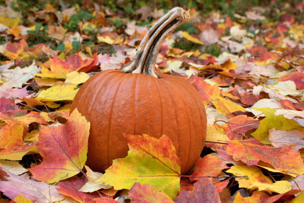 istock Pumpkin and Autumn Maple Leaves 1353107706