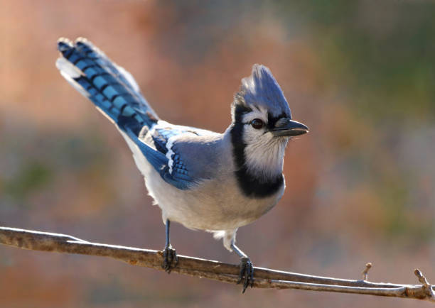 istock blue jay in nature during autumn 1353107782