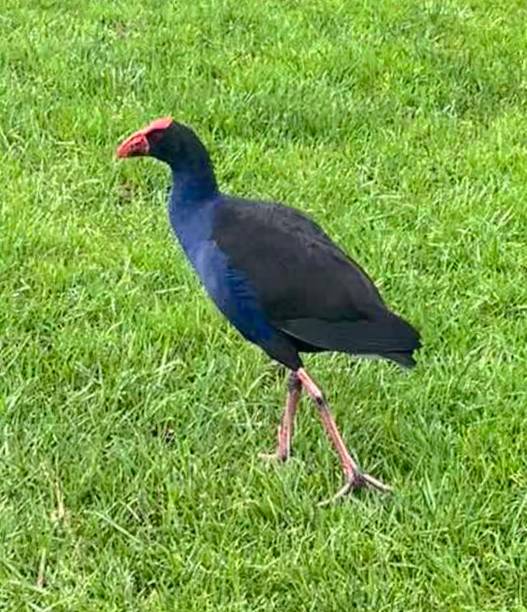 istock Purple breasted swamp hen 1353109520