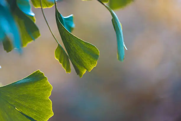 Close-up on Ginkgo Biloba green fresh leaves. Autumn concept background. Healing plant, alternative chinese medicine