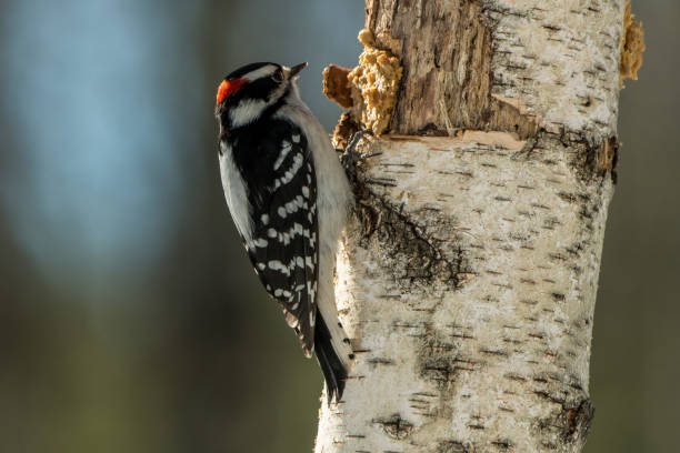 istock Male Harried woodpecker 1353110794
