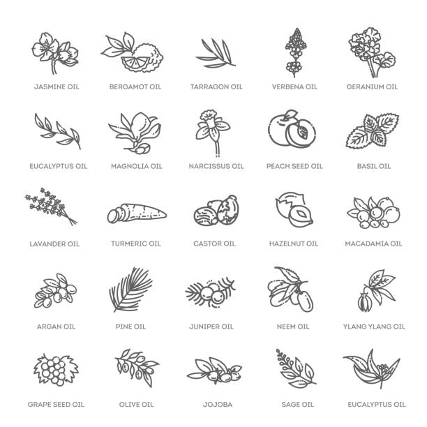 Vector set of natural ingredients and oils for cosmetics in linear style. Essential oil and cosmetics oils, butters Natural ingredients and oils. Vector line icons castor oil stock illustrations