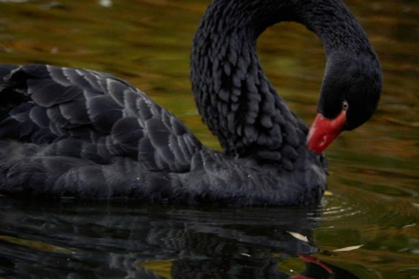 istock Beautiful black swan in the pond. 1353111072