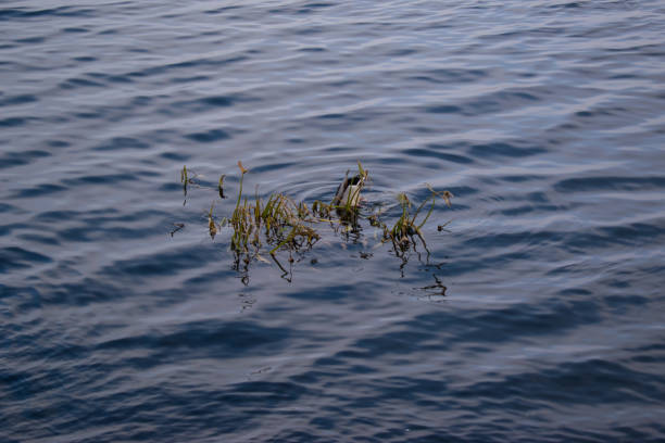 istock Duck in the Dnieper River, Kiev, November 2021 1353112780