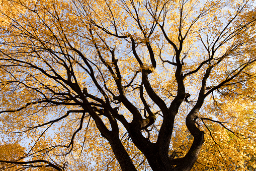 American elm tree branches during autumn season.