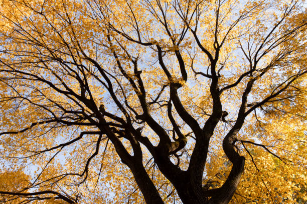 wiąz amerykański - elm tree autumn leaf tree zdjęcia i obrazy z banku zdjęć