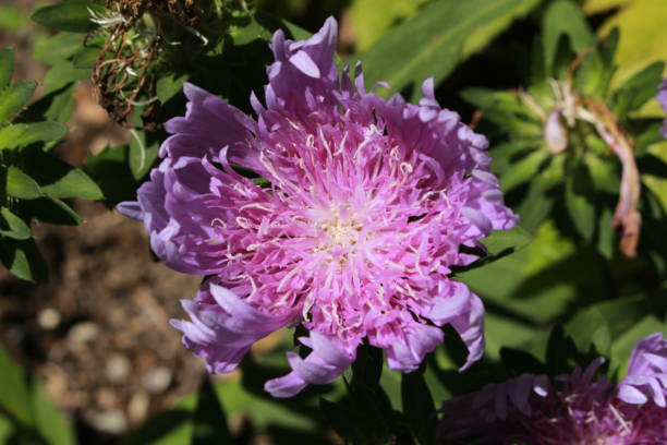 fleur « stokes' aster » - stokesia laevis - blue chamomile photos et images de collection