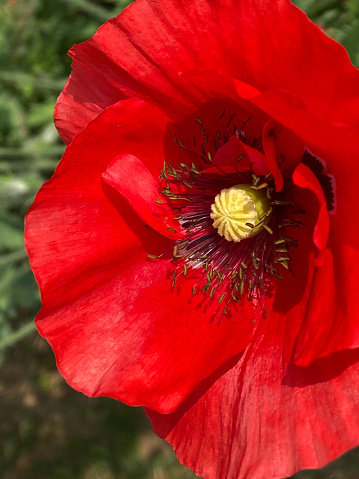 Stock photo showing close-up view of the red flower head of a poppy in a sunny flowerbed.