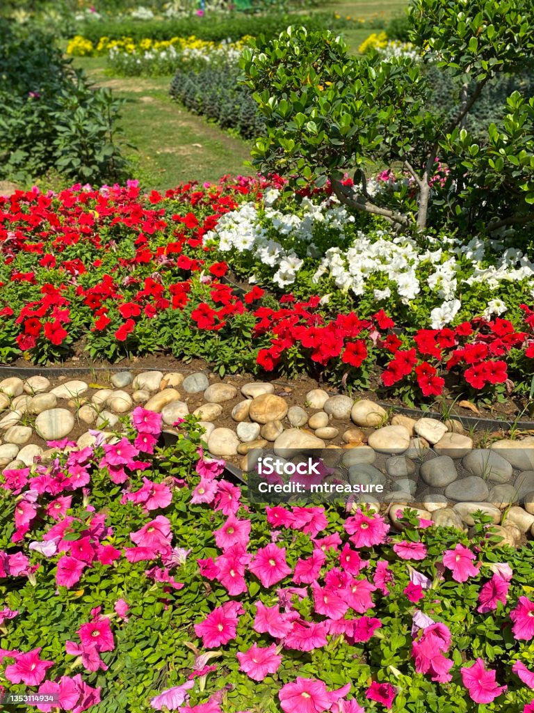 Image of petunias in full bloom growing in summer, lined with stones and pebbles, focus on foreground Stock photo showing pink, red and white flowering petunias in summer garden border, bedding plants. Flowers in full bloom growing in summer border lined with stones and pebbles. Flower Stock Photo