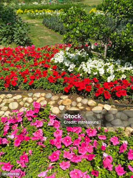 Image Of Petunias In Full Bloom Growing In Summer Lined With Stones And Pebbles Focus On Foreground Stock Photo - Download Image Now