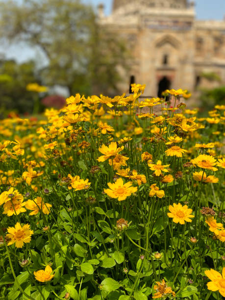 Close-up image of flowerbed of marigolds (Calendula) in Lodhi Gardens public park, cultivated flower borders on sunny day, historic mausoleum background, New Delhi, India Stock photo showing the free to enter landscaped public park of Lodhi Gardens home to the mausoleums of Mohammed Shah and Sikander Lodhi. lodi gardens stock pictures, royalty-free photos & images