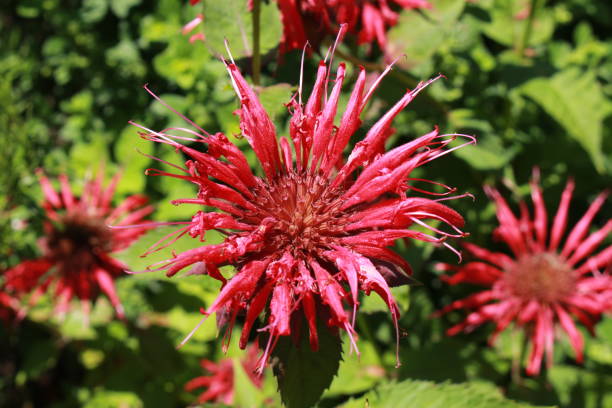 fiore "crimson beebalm" - monarda didyma - beebalm foto e immagini stock