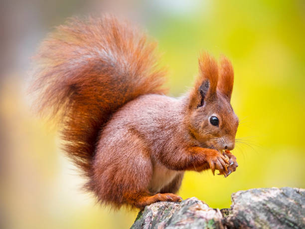 Squirrel, Autumn, nut and Autumn leaves