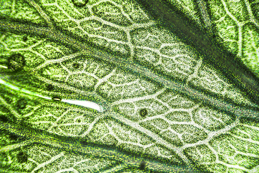 Macro de hoja de apio verde bajo el microscopio con un aumento de 40 veces photo