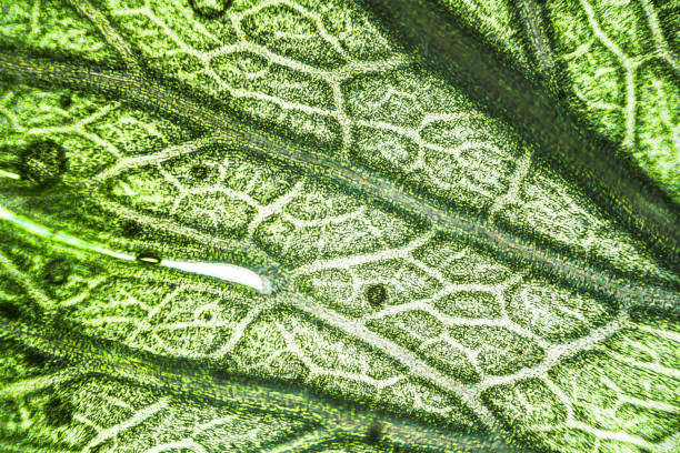 Green celery leaf macro under the microscope with a magnification of 40 times Green celery leaf macro under the microscope with a magnification of 40 times plant cell stock pictures, royalty-free photos & images
