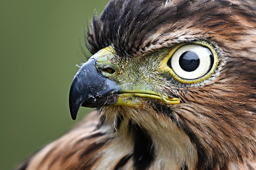 Close up, eagle eye gaze