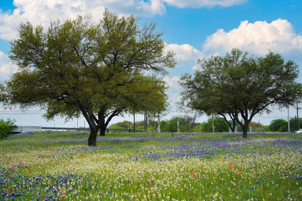 istock Bluebonnets (lupine) Wildflowers beside Texas Highways 1353117149