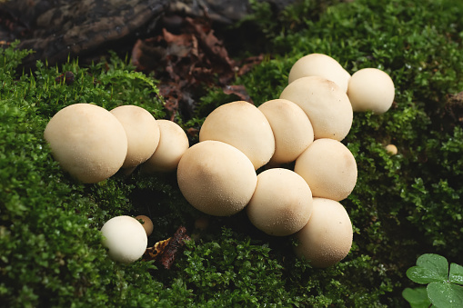 Group of edible lycoperdon mushrooms known as puffball grows on a tree stump in the forest.