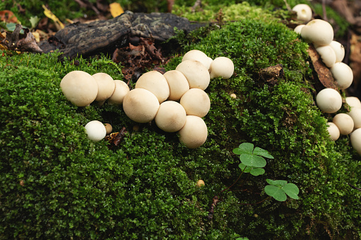 Group of edible lycoperdon mushrooms known as puffball grows on a tree stump in the forest.