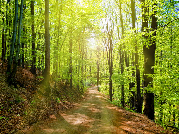 istock Path in forest. Rays of the sun 1353118700