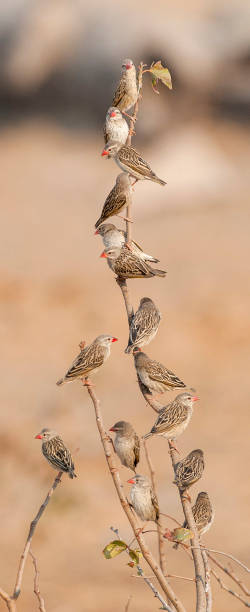Red billed Quelea. Red billed Quelea in Etosha National Park Namibia, Africa . flock of birds red billed weaver bird weaverbird africa stock pictures, royalty-free photos & images