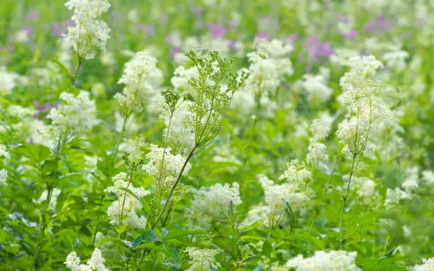 Filipendula vulgaris flower or dropwort in field. Flowering spring meadow