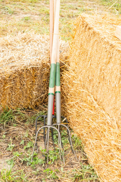 istock Bales Of Hay 1353122308