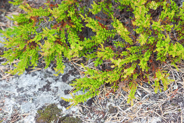 Juniperus procumbens on stone in wild nature Juniperus procumbens on stone in wild nature juniperus procumbens stock pictures, royalty-free photos & images