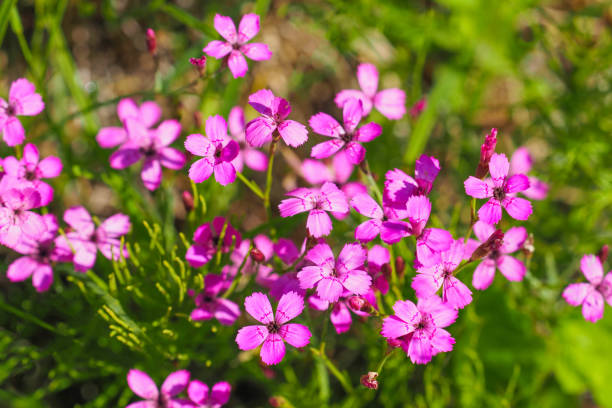 jungfrau rosa blüten oder dianthus deltoides in der wiese - caryophyllaceae stock-fotos und bilder