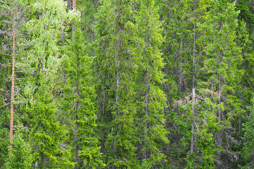 Old mighty spruces growing on steep mountainside, taiga