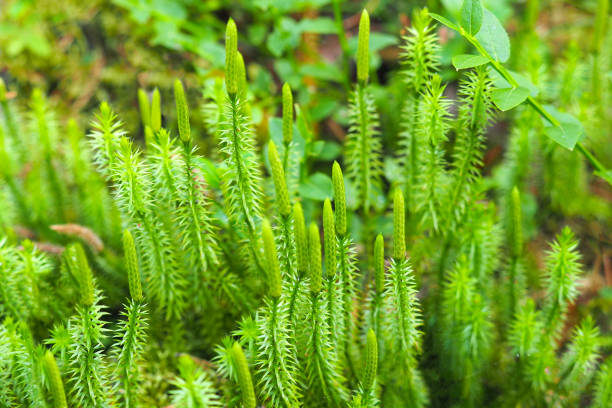 Stiff clubmoss or Lycopodium annotinum. Natural background with green moss in the forest Stiff clubmoss or Lycopodium annotinum. Natural background with green moss in the forest lycopodiaceae stock pictures, royalty-free photos & images