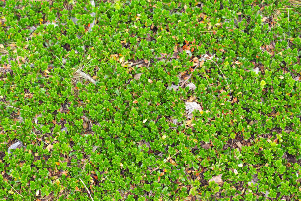 Sianmarja. Green plant bearberry or Arctostaphylos uva ursi, top view Sianmarja. Green plant bearberry or Arctostaphylos uva ursi, top view bearberry stock pictures, royalty-free photos & images
