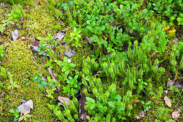 texture de la toundra, taïga, vue de dessus. plante verte de busserole, sianmarja ou arctostaphylos uva ursi. massue rigide ou lycopodium annotinum. pleurozium schreberi, myrtille et airelle - clubmoss photos et images de collection