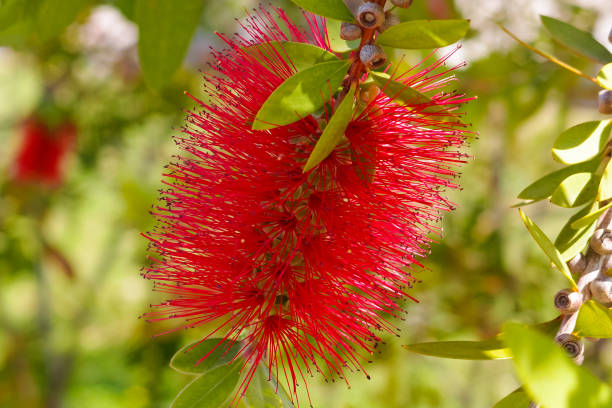 Red bottlebrush flower. Blooming Callistemon citrinus Red bottlebrush flower. Blooming Callistemon citrinus red flower trees callistemon citrinus stock pictures, royalty-free photos & images