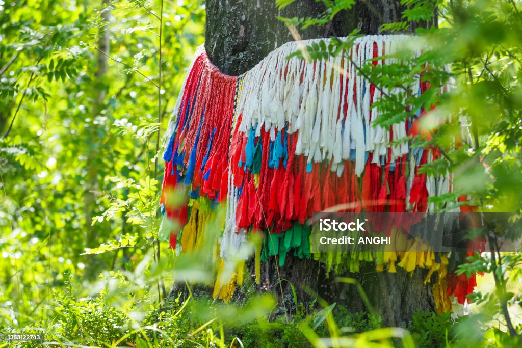 Trunk tree belted with braided ribbons, Karelia, Russia. Sami pagan tradition on Akhmavaara rock Altar Stock Photo