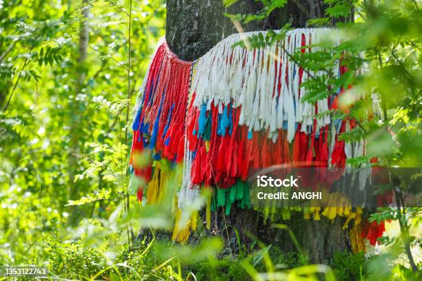 Trunk Tree Belted With Braided Ribbons Karelia Russia Sami Pagan Tradition On Akhmavaara Rock Stock Photo - Download Image Now