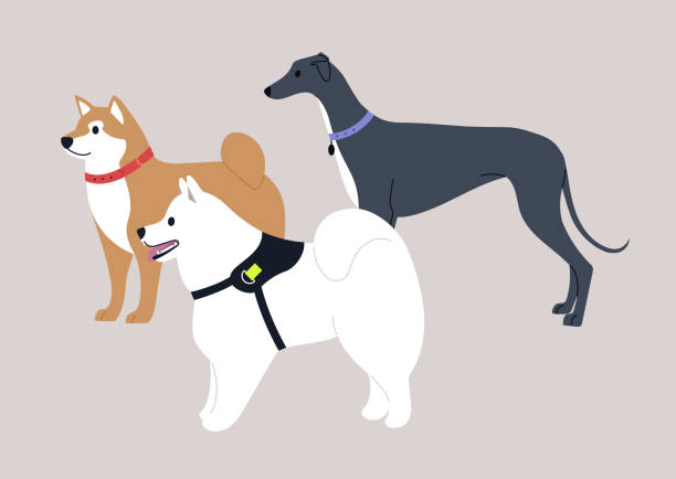 illustrations, cliparts, dessins animés et icônes de un groupe de trois chiens, race shiba inu, samoyed et greyhound - dog greyhound whippet isolated