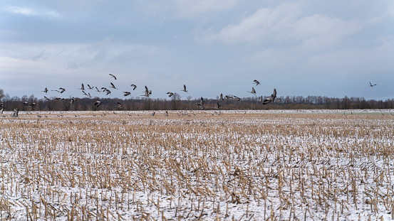 Thousands of Common Cranes, Grus Grus, migrating in Europe, in the Lake Vištytis region at the border between Kaliningrad Region, Russia, and Lithuania. Early morning in the early spring.