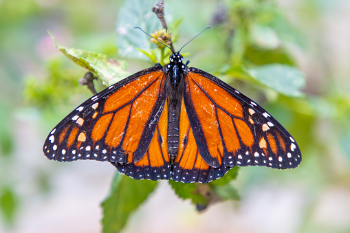 A close up shot of a monarch butterfly's wings as it rests on a plant.
