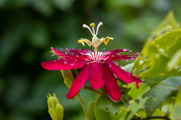 A red or pink colored Passionflower attracts butterflies and caterpillars in a Florida garden.