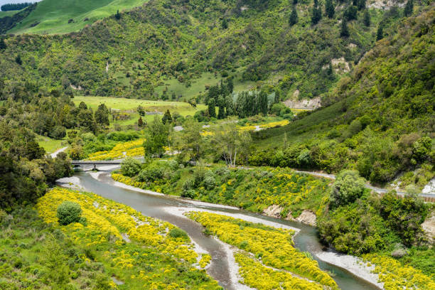 Manuwautu Scenic Route through the Oroua River gorge in New Zealand Manuwautu Scenic Route through the Oroua River gorge in the North Island of New Zealand manawatu stock pictures, royalty-free photos & images