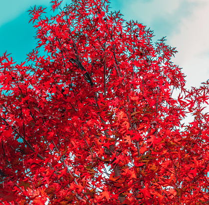 red maple tree with blue sky