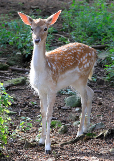 istock Baby white-tailed deer into the forest, Quebec, Canada 1353130002