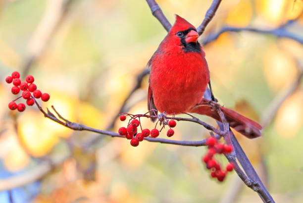 istock Northern Cardinal sitting on a tree branch on yellow autumn background, Quebec 1353130004