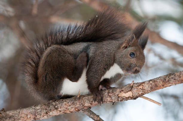나뭇가지의 야생 다람쥐 - squirrel softness wildlife horizontal 뉴스 사진 이미지