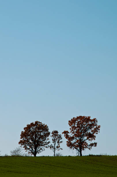 Autumn green wheat field and three trees